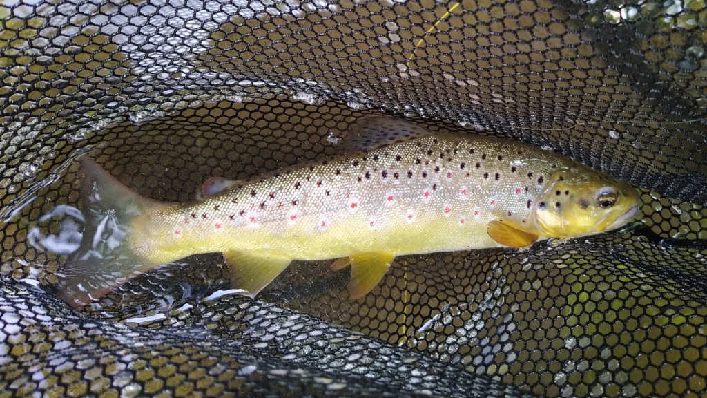 Photo of 10inch trout